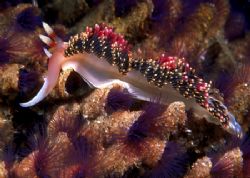Pugnacious Aeolid crawls over Sand Tube Worms, San Miguel... by Andrew Dawson 